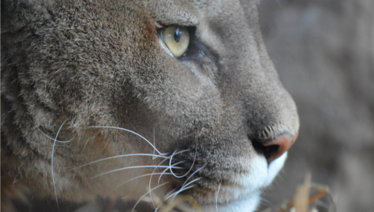 /puma-muere-atropellado-en-la-ruta-los-muermos