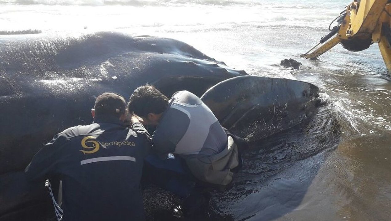 /regionales/region-de-los-lagos/una-ballena-jorobada-fue-encontrada-muerta-en-el-sector-de-huentemo-en