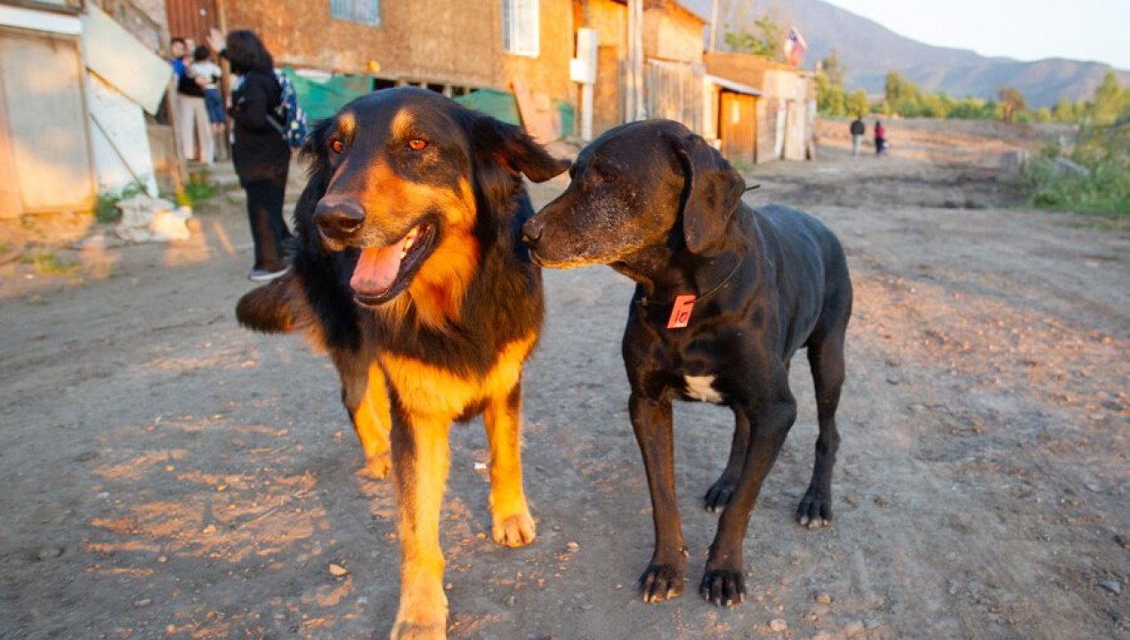 /tendencias/animales/especialistas-llaman-a-adaptar-la-alimentacion-de-los-perros-para-una-vejez