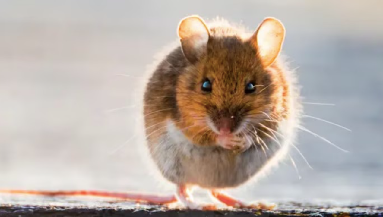 /lo-que-debemos-saber-sobre-la-cepa-andes-de-hantavirus